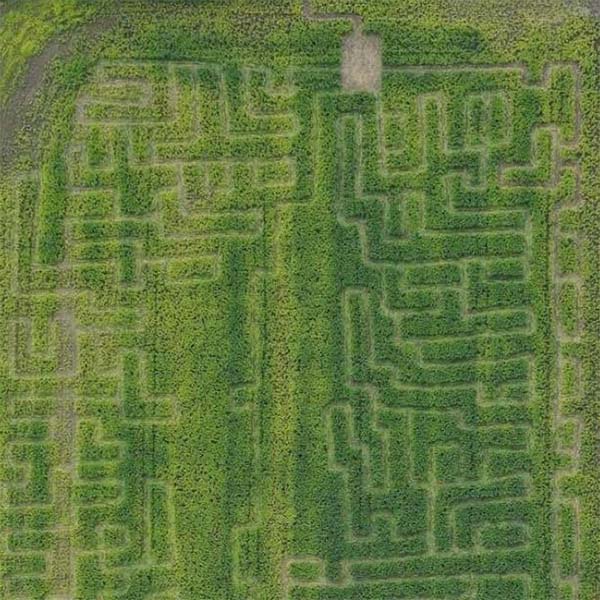 Corn Maze Scavenger Hunt and More Family FUN!